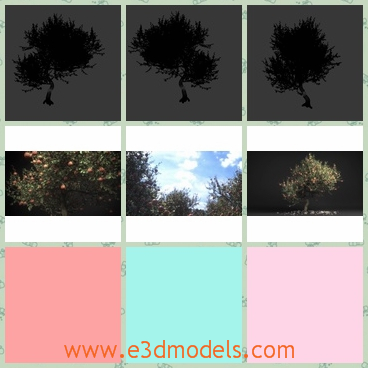 3d model the apple tree - This is a 3d model of the apple tree,which are tall and has apples on it.The model is realistic and the size of the tree is around 3 meters and often used on platanges or in gardens.
