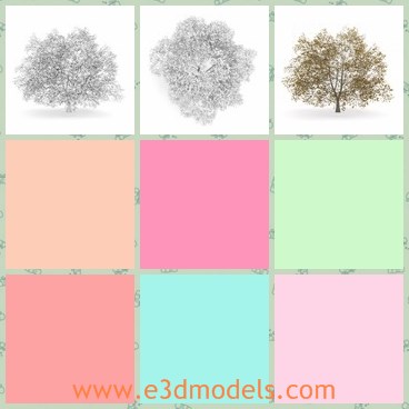 3d model the beech in autumn - THis is a 3d model of the beech in autumn,which is detailed and textured.