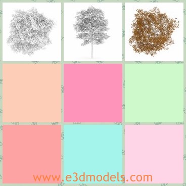 3d model the birch in fall - This is a 3d model of the birch in fall,which is yellow and is falling leaves down.