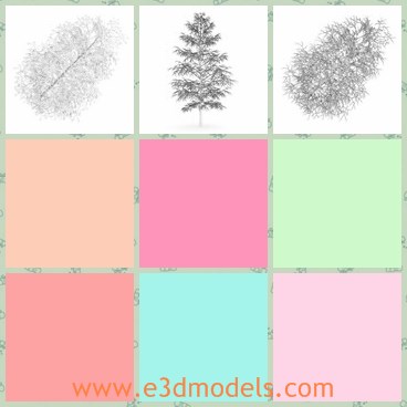 3d model the birch in winter - This is a 3d model of the birch in winter,which is long and has much leaves on it.