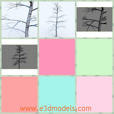3d model the birch in winter - This is a 3d model of the birch in winter,which is bare and bleak.The model is covered with snow right now.
