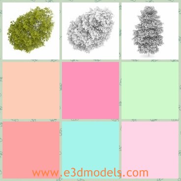 3d model the birch tree in summer - This is a 3d model of the birch tree in summer,which is detailed and characterized by good quality.