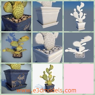 3d model the cactus in the pot - This is a 3d model about the cactus in the pot,which is the common plant in life.The model is full of pricks.