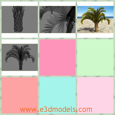 3d model the coconut - This is a 3d model of the coconut,which is made in high quality and in details.The model is the typical plant in the tropical areas.