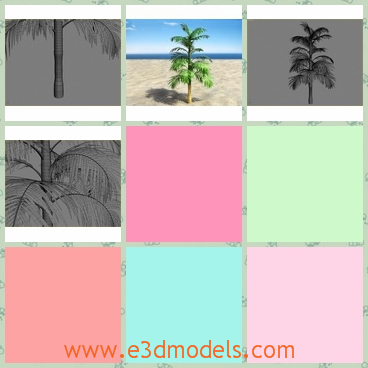 3d model the coconut near the sea - This is a 3d model of the coconut near the sea,which is the common and special plant in the tropical areas.