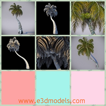 3d model the coconut palm - This is a 3d model of the coconut palm,which is the common plant in the tropical areas.The model has the special trunk.