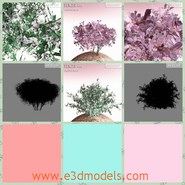 3d model the collection of the shrubs - This is a 3d model of the shrubs with several colors,which is flowering right now.The model is pretty in the wild.