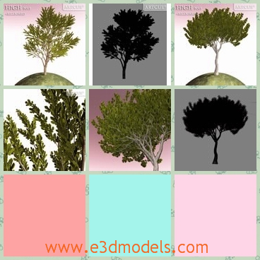3d model the collection of trees - This is a 3d model of the collection of trees,whica are carefully planted on the ground.