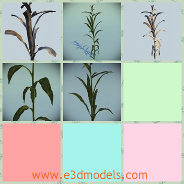 3d model the corn plant - This is a 3d model of the corn plant,which is common in the field.The model includes two versions of material - clean rusty metal and rusty metal with blood stains.