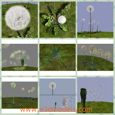 3d model the danlelion - This is a 3d model of the danlelion,which is a kind of plant in the wild.The model is animated on leaves, petals, seeds, stalk rigged with Skin modifier.