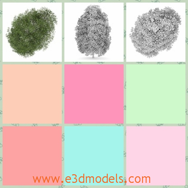3d model the deciduous tree - This is a 3d model of the deciduous tree,which is textures in details.The model is made by the cinema.