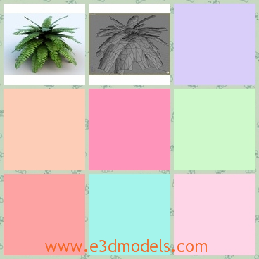 3d model the fern plant - This is a 3d model of the fern plant,which is made in high quality and with specal materials.