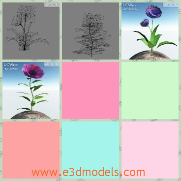 3d model the flower in purple - This is a 3d model of the purple flowers,which is flowering and the leaves are green and pretty.
