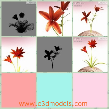 3d model the flower on the hill - This is a 3d model of the flower on the hill,which is orange and pretty.The model is presented there with foliage.