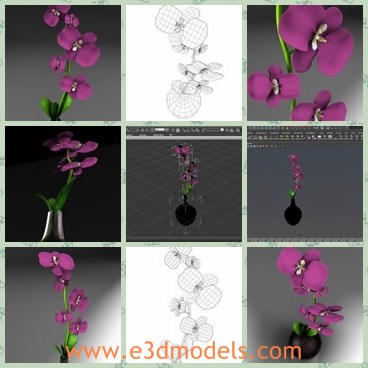3d model the flowers - This is a 3d model of the flowers,which is the common orchid in nature.The model has good quality and pretty shape.