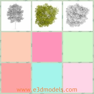 3d model the green leaves of birch - This is a 3d model of the green leaves of birch,which is small and common.