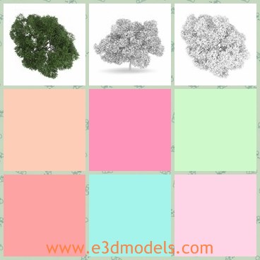 3d model the green oak tree - This is a 3d model of the green oak tree,which is textured and detailed.The tree is fine and elegant.