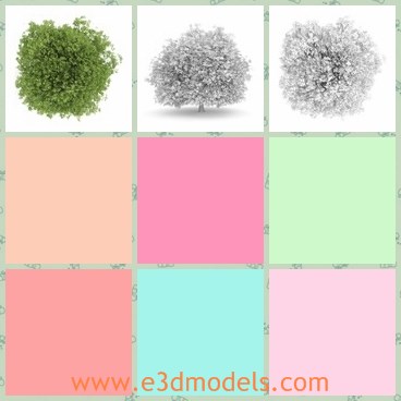 3d model the green tree - This is a 3d model of the green tree,which is popular and common in summer.The tree is tall and straight.
