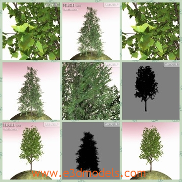 3d model the hickory tree - This is a 3d model of the hickory tree,which is tall.The tree is made with green leaves.