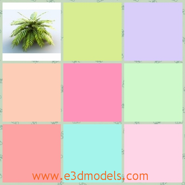 3d model the houseplant - This is a 3d model of the houseplant,which is green and growing in the tropical areas.