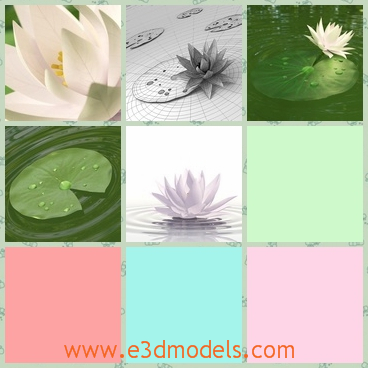 3d model the lily in the water - This is a 3d model of the lily in the water,which is the flower growing in the water and it is blossom.