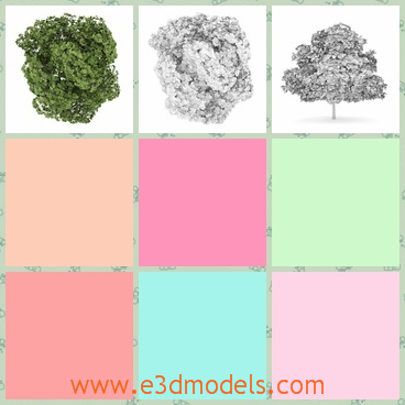 3d model the maple - This is a 3d model of the common maple,which is green and leaves are common compared with the red ones.