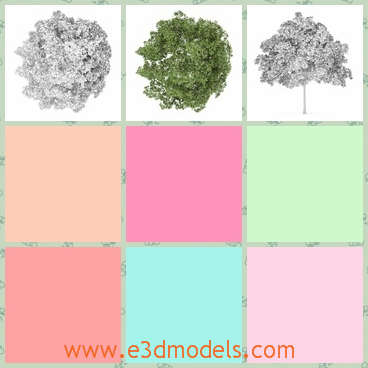 3d model the maple in green - This is a 3d model of the maple in green,which is the common one and the leaves are not so pretty as the red ones.