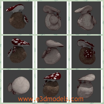 3d model the mushrooms on rock - This is a 3d model of the mushrooms on rock,which are poisonous and attractive.The mushrooms are different with common ones.