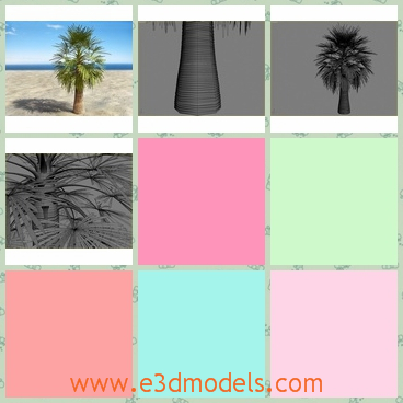 3d model the palm in the tropical areas - This is a 3d model of the palm in the tropical areas,which is large and common in the tropical areas.
