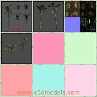 3d model the palm tree - This is a 3d model of the palm tree,which is large and planted in spring.The plant is usually grows in south areas.