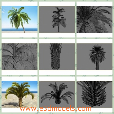 3d model the palm tree - This is a 3d model of the palm tree,which is the tropical plant in some areas.The model is made based on the real bases.