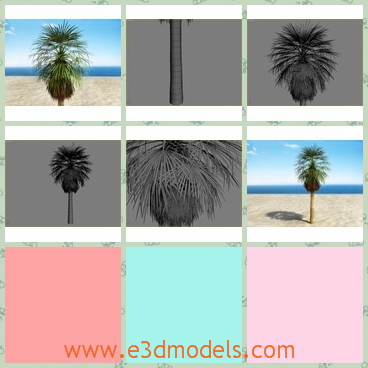 3d model the palm tree in the desert - This is a 3 model of the palm tree in the desert,which is green and common in the tropical areas.