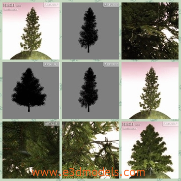 3d model the pine tree - This is a 3d model of the pine tree,which looks like the Christmas tree in the western countries.