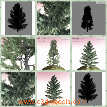 3d model the pine tree - This is a 3d model of the pine tree,which is the kind of evergreen tree and the model is blooming.