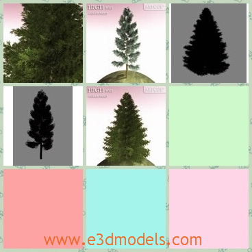 3d model the pine tree - This is a 3d model of the pine tree,which is planted on a corner of a hill.The model is small but strong.