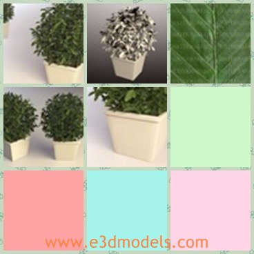 3d model the plant - This is a 3d model of the plant in pot,which is detailed and textured.The leaves are green and made with good quality.