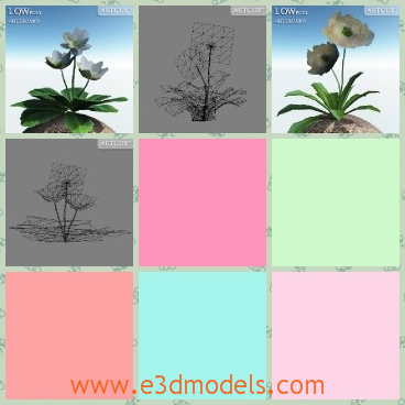 3d model the plant with white flowers - This is a 3d model of the plant with white flowers,which are pretty compared to the other colorful ones.
