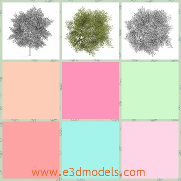 3d model the poplar - This is a 3d model about the poplar tree,which is the populus kind of trees.The leaves of the tree are small but straight.