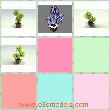 3d model the potted plant - This is a 3d model of the potted plant,which is the houseplant and with detailed designs.