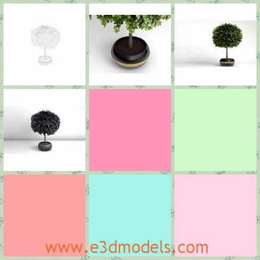 3d model the potted small tree - This is a 3d model of the small decorative tree,which is  created in cinema 3D.The height of the tree is 125 cm.