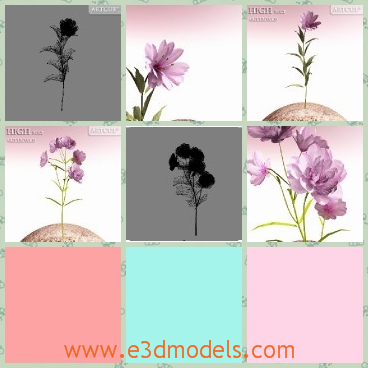 3d model the purple flower - This is a 3d model of the purplw flower,which looks special and beautiful.The model can be used as the decorations in the house.