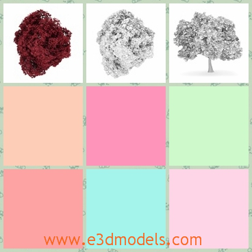 3d model the red maple - This is a 3dmodel of the red maple,which is the plant in the world,but it is rare in China.