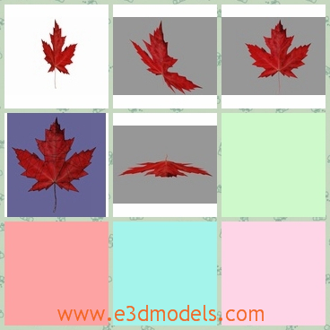 3d model  the red maple leaf - This is a 3d model of the red maple leaf,which is common and great in the life.The model is made with special materials.