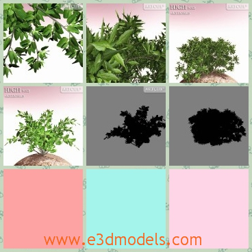 3d model the shrubs in the ground - This is a 3d model of the shrubs in the ground,which is made according to the real bases in life.