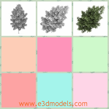 3d model the silver birch in summer - This is a 3d mdoel of the silver birch,which is the tree grow on the earth and it is common one.
