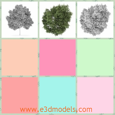 3d model the silver birch made in detailed texture - This is a 3d model of the silver birch made in detailed textures,which are blooming and glorious.