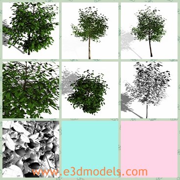 3d model the simple tree - This is a 3d model of the simple tree,which is made based on the real ones.The green leaves are flourish and charming.