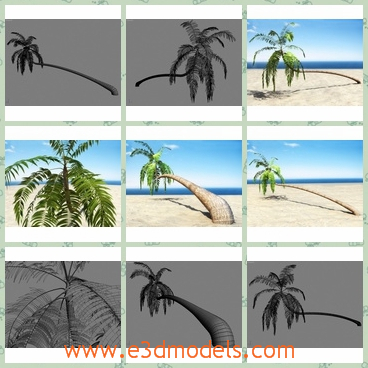 3d model the slanting palm - This is a 3d model about the slanting palm,which is heading for the sea and the body of the tree is large and growing.