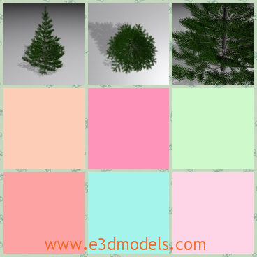 3d model the spruce tree - This s a 3d model of the spruce tree,which is evergreen tree in the world of plant.The pine is evergreen too.