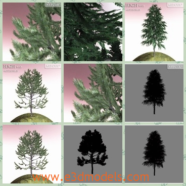 3d model the spruce tree - This is a 3d model of the spruce tree,which is rare in the China and the tree is tall and strong.